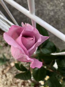 バラ】ローズシナクティフの特徴とは？気になる色合い・香り・トゲは