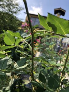 バラ ラ レーヌ ビクトリアの特徴とは 気になる色合い 香り トゲは フラワーガーデン