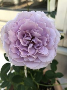 img_8052-e1561411558650-