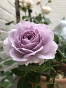 青薔薇】ラピスラズリの色合い・香りは？日陰はあまり得意ではないです